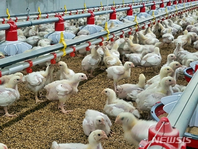 [서울=뉴시스] 닭 사육 농장. 위 사진은 기사 내용과 무관함.