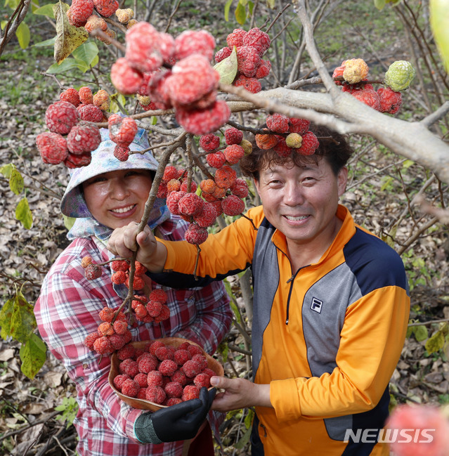 [산청=뉴시스] 산청군 생비량면 농업인 김광연씨 부부가 꾸지뽕을 수확하고 있다.