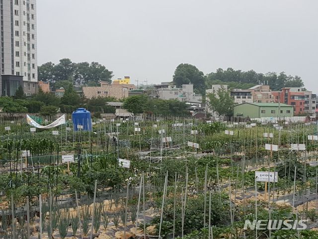  도시농장 텃밭.