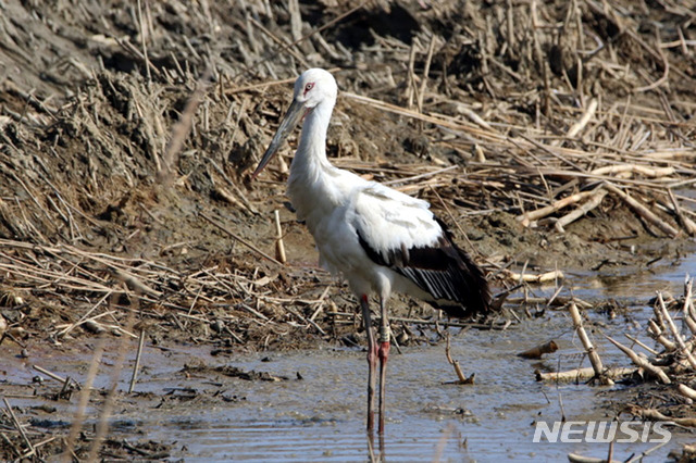 [신안=뉴시스] 신안 압해도에서 월동한 황새 '평화'. (사진=신안군 제공) 2020.03.23. photo@newsis.com