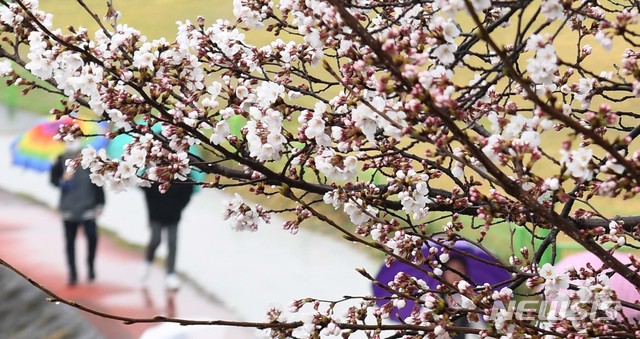 [서울=뉴시스]지난달 26일 경남 거창군 거창읍 거창터미널 앞 강변에서 우산을 쓴 아이들이 벚꽃이 핀 산책로를 거닐고 있다. (사진=거창군 제공)  2020.03.26. photo@newsis.com