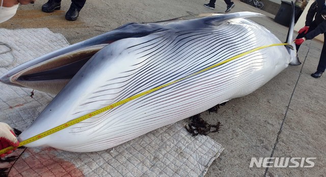 부산서 '바다의 로또' 밍크고래 1마리 죽은 채 발견