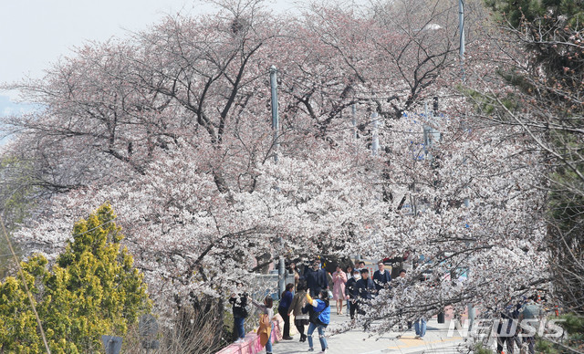 [서울=뉴시스] 장세영 기자 = 완연한 봄 날씨를 보인 31일 오후 서울 영등포구 여의도 윤중로 벚꽃길에 시민들이 활짝 핀 벚꽃 길을 마스크를 착용하고 산책하고 있다. 여의도 윤중로 벚꽃길은 4월 1일 부터 11일 까지 차량을 2일부터 사람들의 출입을 통제한다. 2020.03.31. photothink@newsis.com