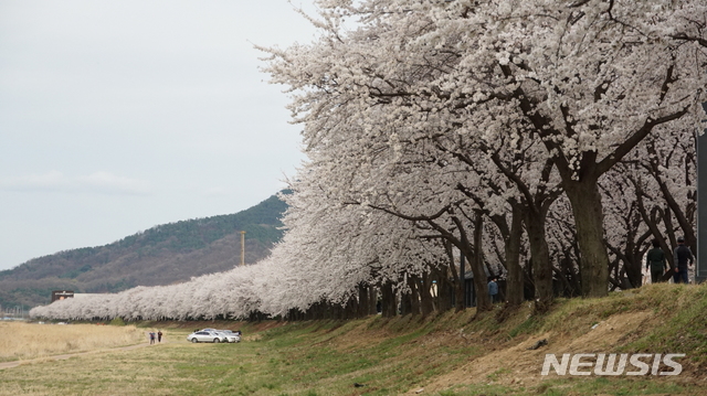 북천변에 만개한 벚꽃 (사진=상주시 제공)