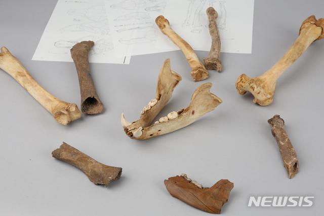 [서울=뉴시스] 경주 월성 출토 곰뼈와 곰뼈 표본.(사진=문화재청 제공) 2020.4.1 photo@newsis.com