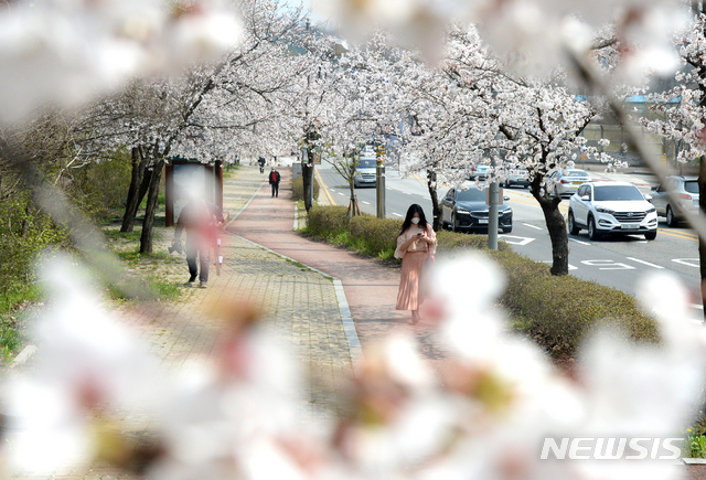 [전주=뉴시스] 김얼 기자 = 전북 전주시 조경단로 벚꽃길을 시민들이 산책하고 있다.