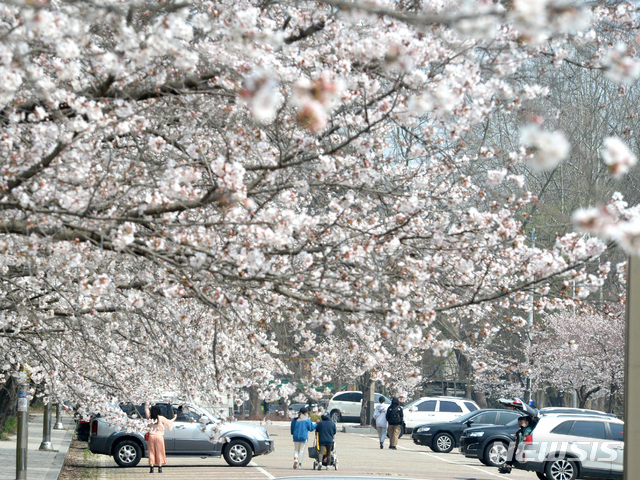 [전주=뉴시스] 김얼 기자 = 전북 전주시 조경단로 일원에서 시민들이 만개한 벚꽃을 구경하며 산책을 즐기고 있다. 