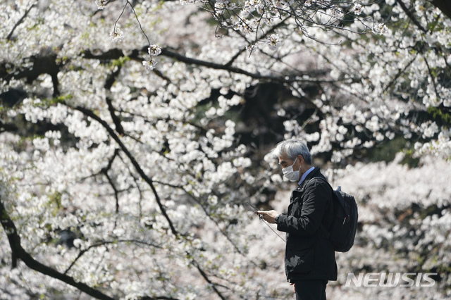 [도쿄=AP/뉴시스]지난 2일 일본 도쿄에서 신종 코로나바이러스 감염증(코로나19) 예방을 위해 마스크를 쓴 한 남성이 만개한 벚꽃 밑에서 휴대전화를 들여다보고 있다. 2020.04.02. 