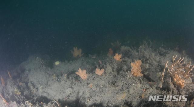 [세종=뉴시스] 수심 50m 착생깃산호 생태 모습. (사진=국립공원공단 제공). 2020.04.05. photo@newsis.com