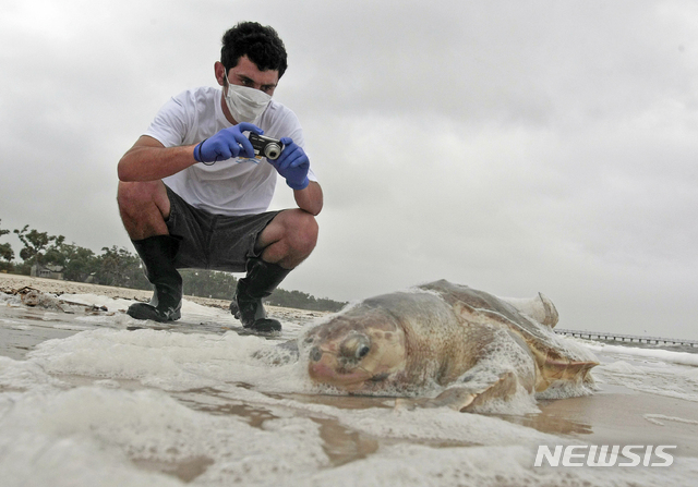 멕시코 태평양 해안서 죽은 바다거북 351마리 발견 
