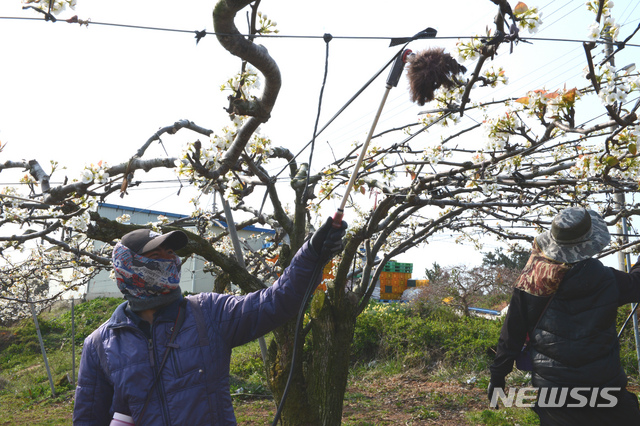 [나주=뉴시스]이창우 기자 = 8일 국내 최대의 배 주산지인 전남 나주시 금천면의 한 과원. 하얀 배꽃이 흐드러지게 핀 가운데 인공수분(受粉)을 하는 외국인 인부들의 손길이 분주하다. 인공수분은 스스로 수정을 할 수 없는 나주배 주력 품종인 신고배가 대상이다. 추황, 원황 품종 등에서 채취한 꽃가루를 신고배에 묻혀 인위적으로 수정시켜 열매를 맺게 한다. 인공수분은 곤충, 바람 등을 통한 자연수분보다 착과율을 높이고 고른 크기의 과실을 얻는데 큰 도움이 된다. lcwo@newsis.com