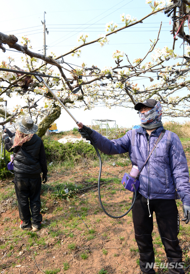 [나주=뉴시스] 국내 최대의 배 주산지인 전남 나주시 금천면의 한 과원. 하얀 배꽃이 흐드러지게 핀 가운데 인공수분(受粉)을 하는 외국인 인부들의 손길이 분주하다. lcw@newsis.com