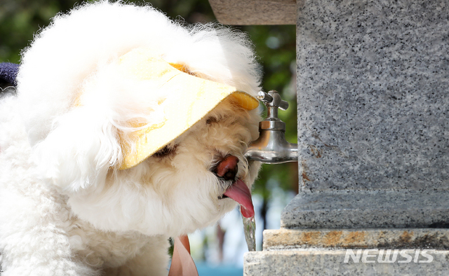 [인천=뉴시스] 이종철 기자 = 낮 기온이 무더웠던 지난 4일 오후 인천 한 공원 수돗가에서 챙모자를 쓴 강아지가 더위에 지친듯 물을 마시고 있다. 2020.05.04. jc4321@newsis.com