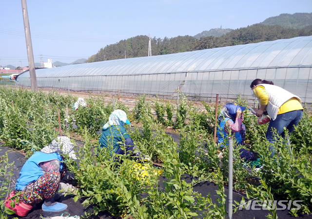 [진도=뉴시스] 진도군 노인일자리 사업. (사진=진도군 제공) 2020.05.07. photo@newsis.com