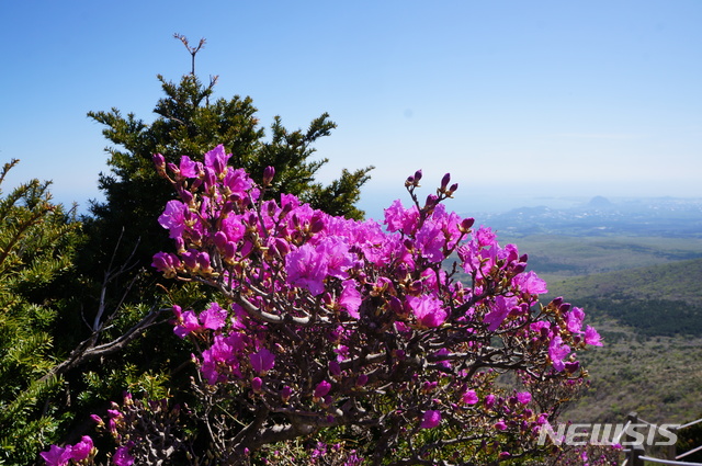 [제주=뉴시스] 한라산 해발 1400고지 이상 아고산지대에 자라는 털진달래 (사진= 제주도제공) photo@newsis.com