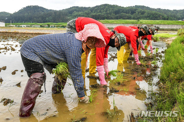 [포항=뉴시스] 강진구 기자 = 해병대1사단은 18일부터 29일까지 일선 지자체와 연계해 농번기 일손이 부족한 지역농가를 위한 대민지원에 나서고 있다고 밝혔다.모심기 대민지원에 나서고 있는 해병대 장병들.(사진=해병대1사단 제공) 2020.05.18. photo@newsis.com