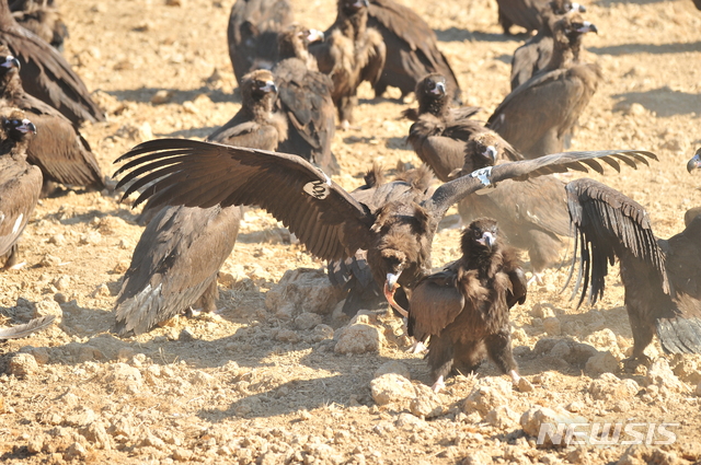 먹이를 두고 싸우는 독수리들.(사진=국립생태원 제공)