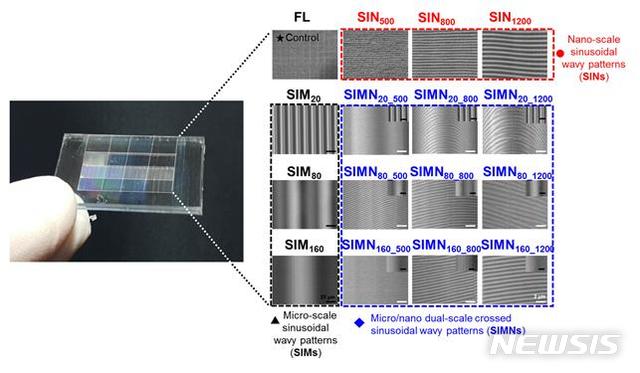 [포항=뉴시스] 강진구 기자 = 포스텍(총장 김무환)은 기계공학과 김동성 교수, 김형우 박사, 이정수 석사 연구팀이 줄기세포의 증식과 내피 분화를 촉진할 수 있는 사인(sine) 물결 모양의 마이크로-나노 이중 표면 구조체을 제작하는데 성공했다고 22일 밝혔다.사진은 물결 모양의 마이크로-나노 이중 표면 구조체.(사진=포스텍 제공) 2020.05.22. photo@newsis.com