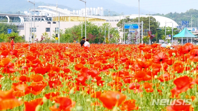 꽃구경 오세요, 김천 혁신도시 '꽃양귀비' 활짝