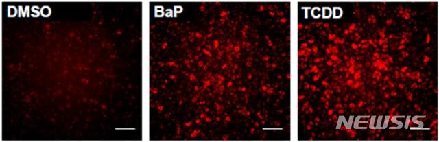 [대전=뉴시스] AHR을 증가시키는 약물 처리(BaP·TCDD)를 하자 세포의 형광발현이 증가하고 있다.