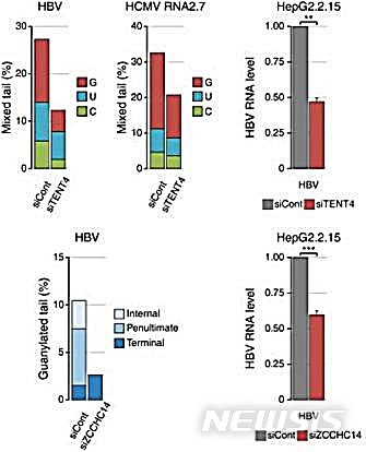 TENT4 단백질(위)과 ZCCHC14 단백질 결핍 시 두 바이러스의 혼합꼬리와 RNA 안정성이 줄어든다.