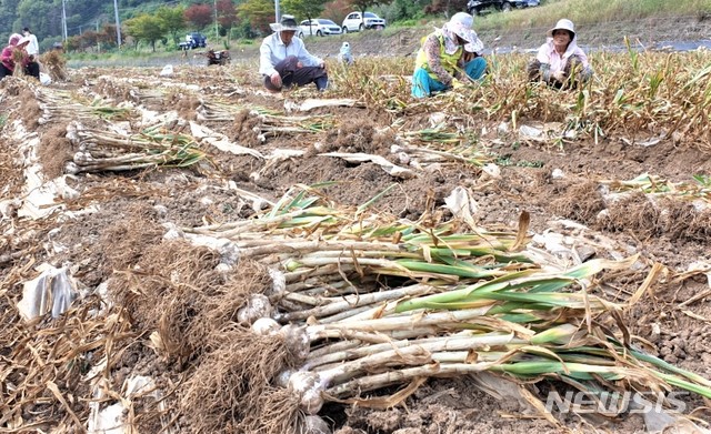 [단양=뉴시스]이병찬 기자 = 충북 단양의 한 마늘밭에서 15일 단양황토마늘 수확인 한창이다. (사진=단양군 제공) 2020.06.15.photo@newsis.com