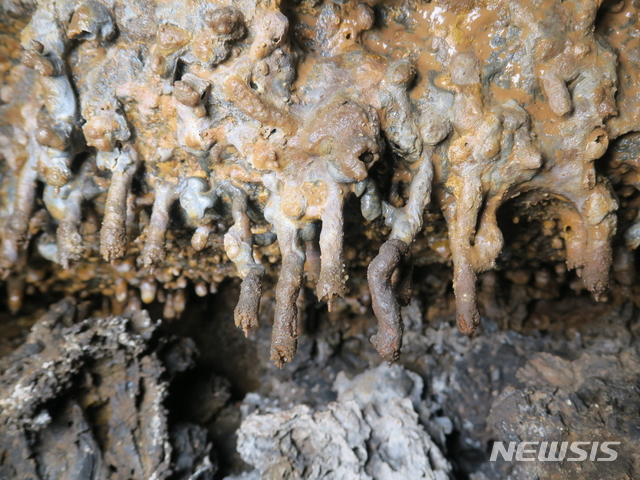 [제주=뉴시스] 동굴내 발달한 동굴생성물인 곡석.(제주도 제공)