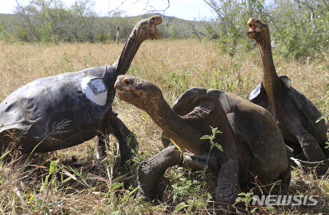 [갈라파고스=AP/뉴시스] BBC가 20일(현지시간) 과거 인간에 의해 파괴됐던 갈라파고스 제도 에스파뇰라섬에 거북 개체수가 증가하며 섬 생태계가 회복되고 있다고 보도했다. 사진은 고향 에스파뇰라섬에 돌아온 거북들. 2024.02.21.