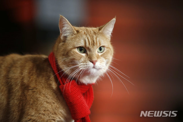 [런던=AP/뉴시스]길거리 고양이 '밥'을 입양해 새로운 삶을 살게 된 마약 중독자 제임스 보웬의 실화를 담은 영화 '내 어깨 위 고양이, 밥'(A Street Cat Named Bob)에 출연했던 고양이 '밥' 2020.06.17.