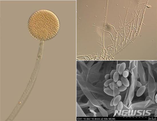 [세종=뉴시스] 국립생물자원관이 발견한 털곰팡이속 신종 곰팡이 '뮤코 청양엔시스'(Mucor cheongyangensis)의 여러 모습들. 무성생식으로 만들어진 포자낭(왼쪽), 가근(헛뿌리) 모양의 균사(오른쪽 위), 주사전자현미경으로 본 포자낭포자의 모양(오른쪽 아래). (사진=국립생물자원관 제공). 2020.07.01. photo@newsis.com 