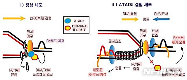 [대전=뉴시스] DNA 복제 과정에서 ATAD5 단백질의 R-루프 조절 메커니즘. 정상세포의 DNA 복제과정에서는 ATAD5 단백질이 PCNA 단백질을 분리해내고 DNA/RNA 풀림효소를 끌어와 R-루프를 제거하지만 ATAD5 단백질이 결핍된 세포는 DNA에 PCNA 단백질이 과하게 쌓여 전사-복제 충돌이 일어나고 새로운 R-루프가 형성된다.