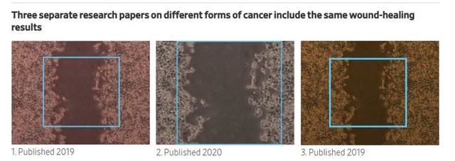 [서울=뉴시스] 중국 연구자들이 발표한 3편의 논문에 실린 사진들. 서로 다른 종류의 암에 관한 연구결과임에도 불구하고, 1개의 사진을 트리밍에 각각 다른 사진인 것처럼 보이게 만들었다. <사진출처: WSJ> 2020.07.06