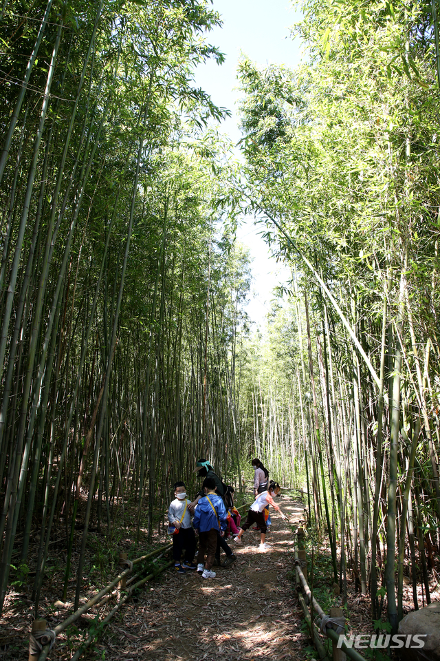 [김해=뉴시스] 걷기 좋은 길 대청대나무 숲