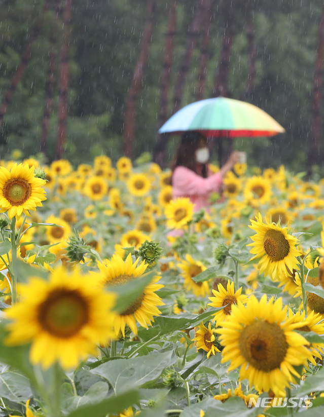 [인천=뉴시스] 이종철 기자 = 지난 10일 인천 서구 드림파크 야생화 단지 해바라기 꽃밭에서 우산을 쓴 시민이 사진을 찍으며 산책을 하고 있다. 2020.07.10. jc4321@newsis.com