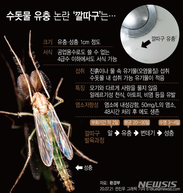 [서울=뉴시스] 환경부는 지난 15~17일 최근 인천 지역 수돗물 유충 민원의 원인으로 지목된 활성탄지가 설치된 전국 정수장 49개소에 대해 긴급점검을 실시했으며 인천 공촌·부평정수장을 포함한 7개 정수장에서 유충이 소량 발견됐다. 다음은 깔따구 특징. (그래픽=전진우 기자)  618tue@newsis.com 