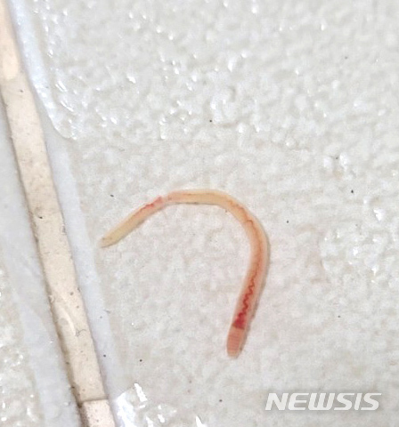 [영광=뉴시스] = 영광군 한 아파트 욕실 바닥에서 발견된 벌레. 확인 결과 지렁이로 밝혀졌다. (사진=독자 제공) 2020.07.23. photo@newsis.com