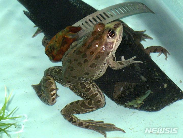 [앨버커키=AP/뉴시스]멸종 위기에 처한 치리카후아 표범 개구리의 2008년 4월17일 모습. 미 CNN은 26일(현지시간) 미 연구팀이 아프리카 발톱개구리의 절단된 다리를 재생시키는데 성공, 재생의학의 목표에 한 걸음 더 다가서게 됐다고 보도했다. 2022.1.27