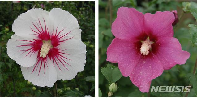 [대전=뉴시스] 나라꽃 무궁화. 왼쪽이 백단심이고 오른쪽이 불새다.