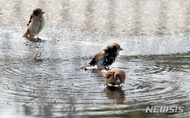 [인천=뉴시스] 이종철 기자 = 흐린 날씨가 계속 되는 7일 오후 인천시 중구 도로 물웅덩이에서 참새들이 물놀이를 하고 있다. 2020.08.07. jc4321@newsis.com