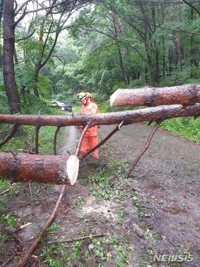 [대구=뉴시스] 8일 오전 8시 39분께 대구 달성군 유가읍 인근에 쓰러진 나무를 소방당국이 안전 조치를 하고 있다. (사진=대구소방본부 제공) 2020.8.8. photo@newsis.com