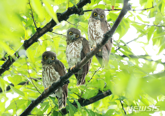 [함양=뉴시스]12일 경남 함양군 함양군청 느티나무에 천연기념물 324-3호 솔부엉이가 나뭇가지에 앉아 있다. (사진=함양군청 김용만 주무관 제공) 2020.08.15. photo@newsis.com