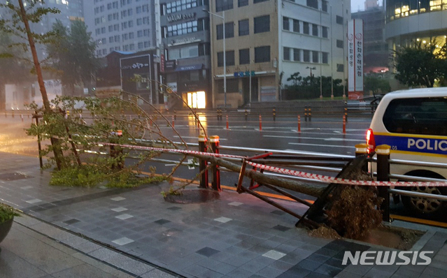 [부산=뉴시스] 태풍경보가 발효된 7일 오전 부산 부산진구의 한 도로변 가로수가 강풍에 쓰러져 있다. (사진=부산경찰청 제공). 2020.09.07.  photo@newsis.com