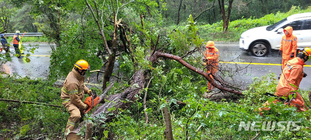 [무안=뉴시스] 태풍으로 도로에 쓰러진 나무 제거하는 전남소방. photo@newsis.com