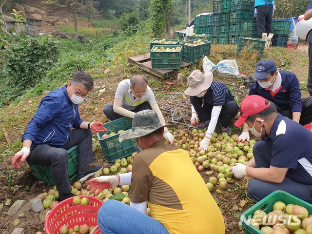 [안동=뉴시스] 경북도청 직원들이 지난해 9월 영주 순흥면의 한 사과밭에서 낙과수확을 돕고 있다. (사진=경북도 제공) 2021.04.22