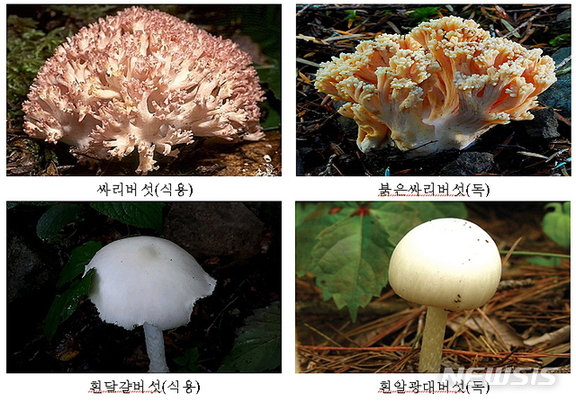 [청주=뉴시스]식용버섯과 모양이 비슷한 독버섯. (사진=충북도 제공) photo@newsis.com