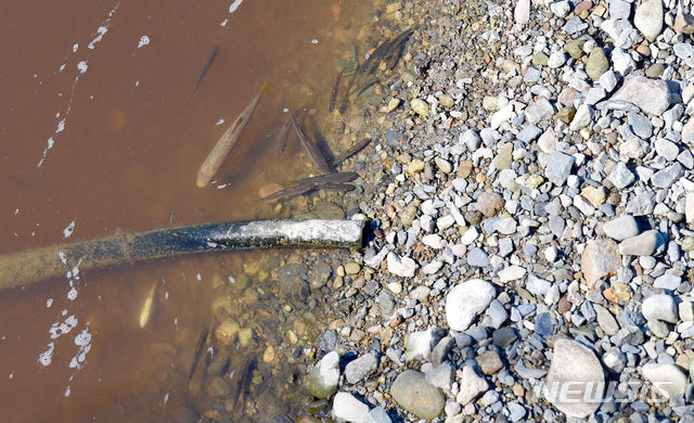 [화순=뉴시스] 류형근 기자 = 20일 오전 전남 화순군 동면 한 하천이 오염된 가운데 물고기들이 숨을 쉬기 위해 냇가로 이동하고 있다. 2020.09.20. hgryu77@newsis.com