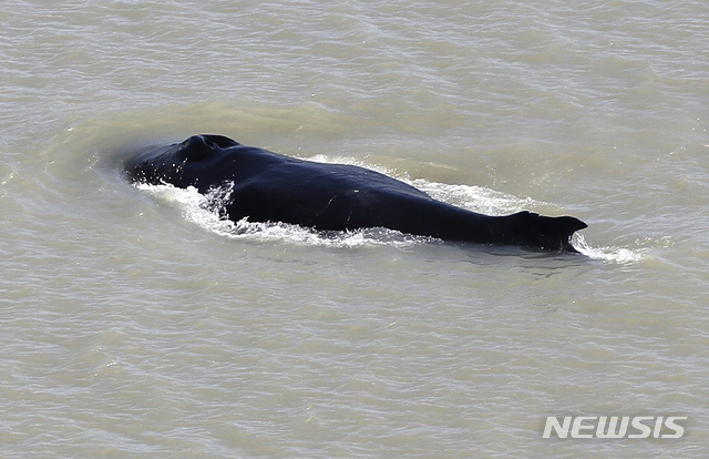 [AP/뉴시스] 호주 북부보호령 당국이 제공한 사진으로 10일 잘못 들어온 곱사등 고래 한 마리가 이스트 알리케이터강의 낮은 수위에서 헤엄치고 있다. 