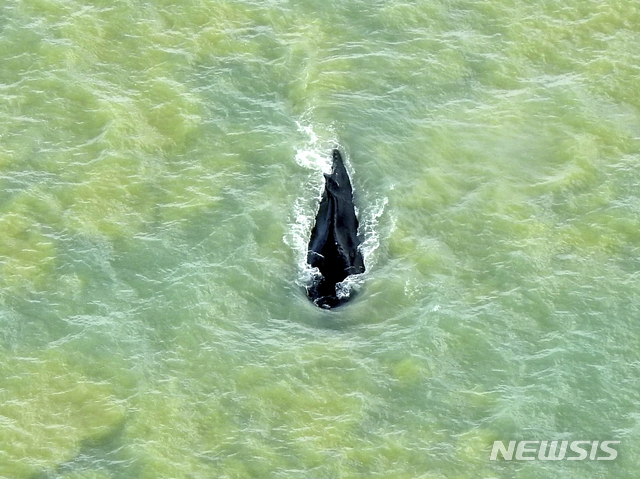 [AP/뉴시스] 카카두 국립공원 제공 사진으로 20일 곱사등 고래가 보름만에 진흙의 악어 강을 빠져나와 바다로 돌아와 헤엄치고 있다.