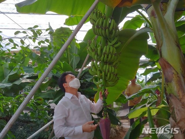 성주군, 아열대 과수 바나나·파파야 시험 재배 성공