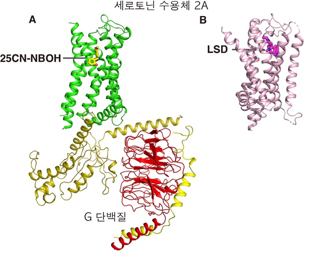 환각과 중독 피할 수 있는 항우울제 설계 실마리 찾아